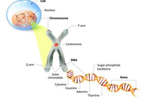 cytogenetics