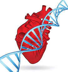 Genes, genetic testing and heart conditions