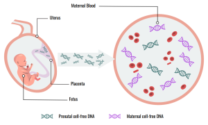 سلفری (cell free DNA)