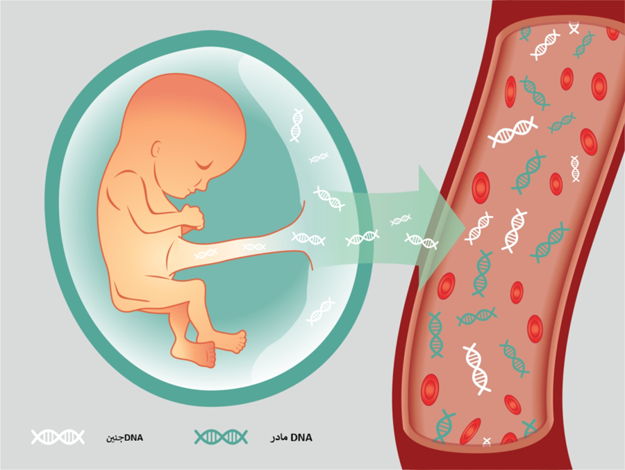 DNA جنینی وارد جریان خون مادر می شود